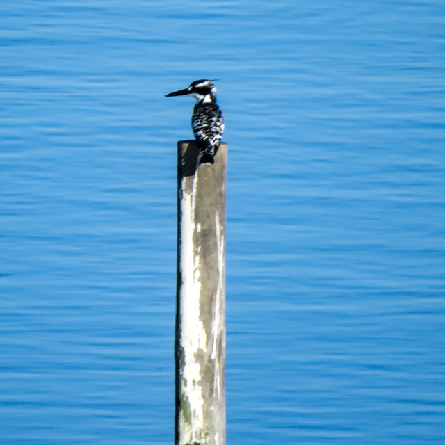 "Pied Kingfisher •◇" stock image