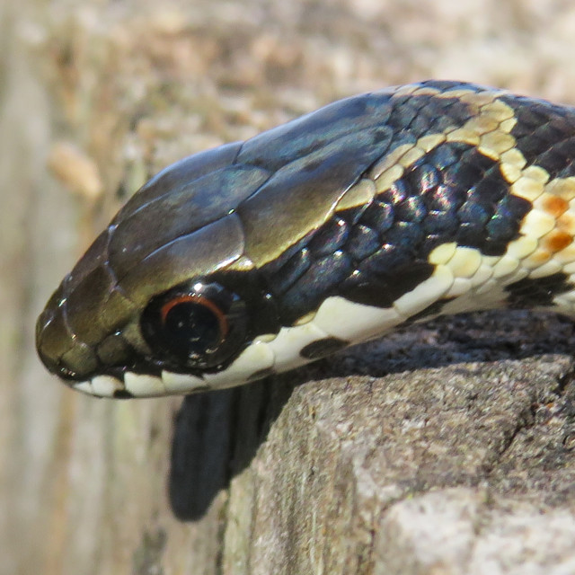 "Spotted Skaapsteker □■" stock image