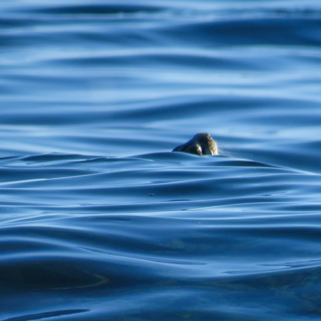 "Otter" stock image