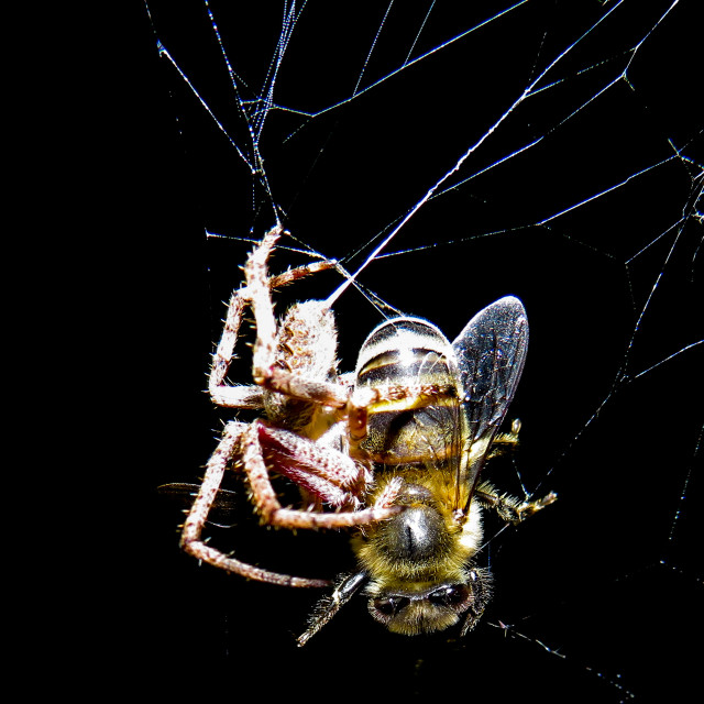 "Supper" stock image