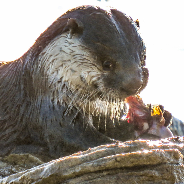 "The Otter's Breakfast" stock image