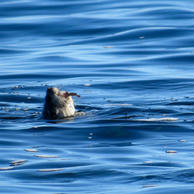 "Otter ○♡" stock image