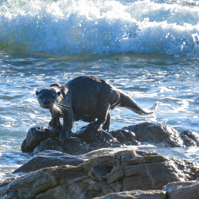 "Otter ▪︎《" stock image