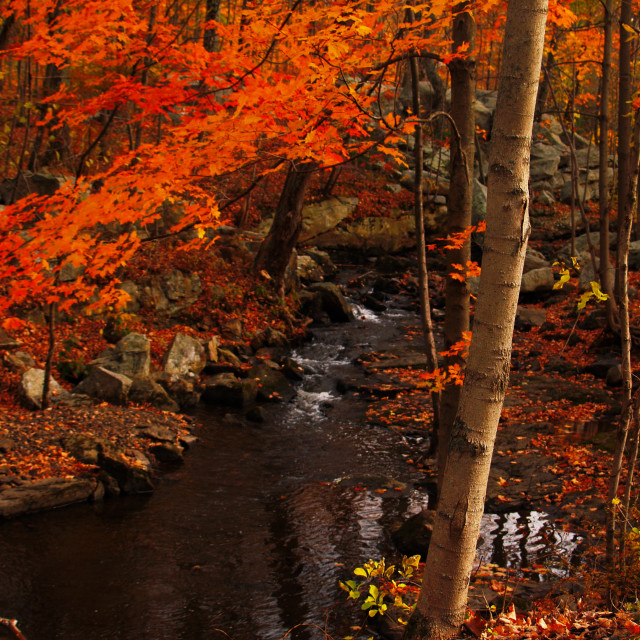 "Waywayanda State Park Stream" stock image