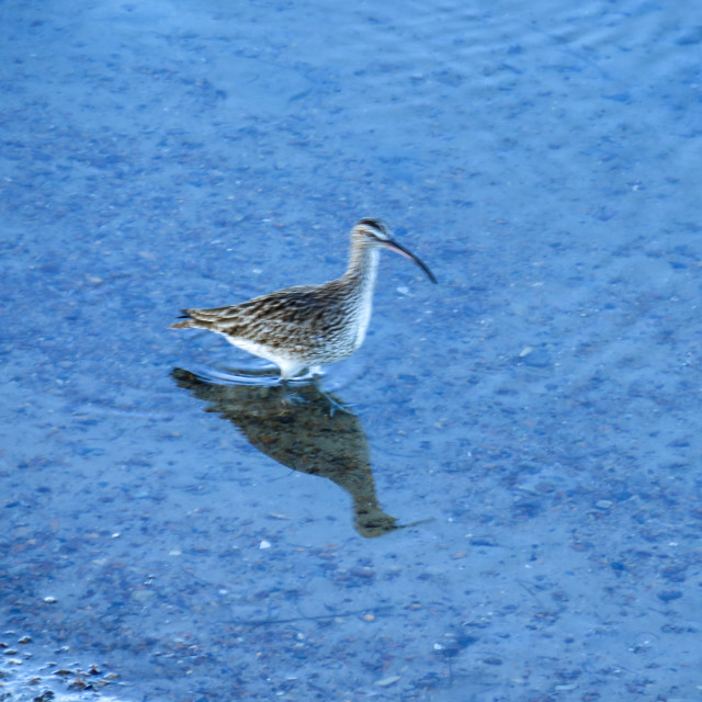 "Whimbrel on Blue" stock image