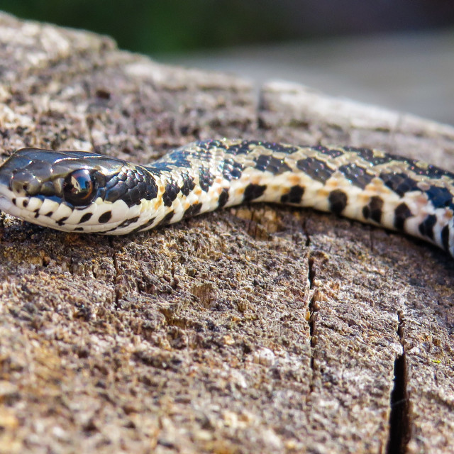 "Spotted Skaapsteker" stock image