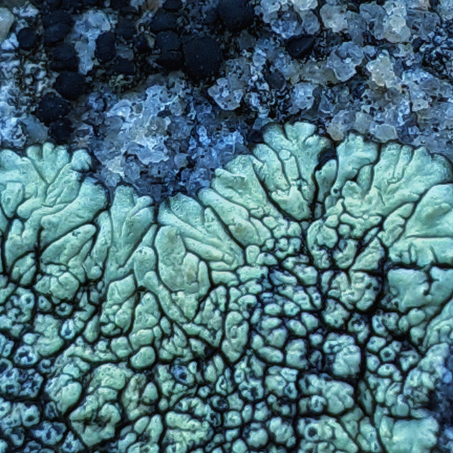 "Lichen seas" by MLLL Photography - $11.29 "Lichen seas" stock image