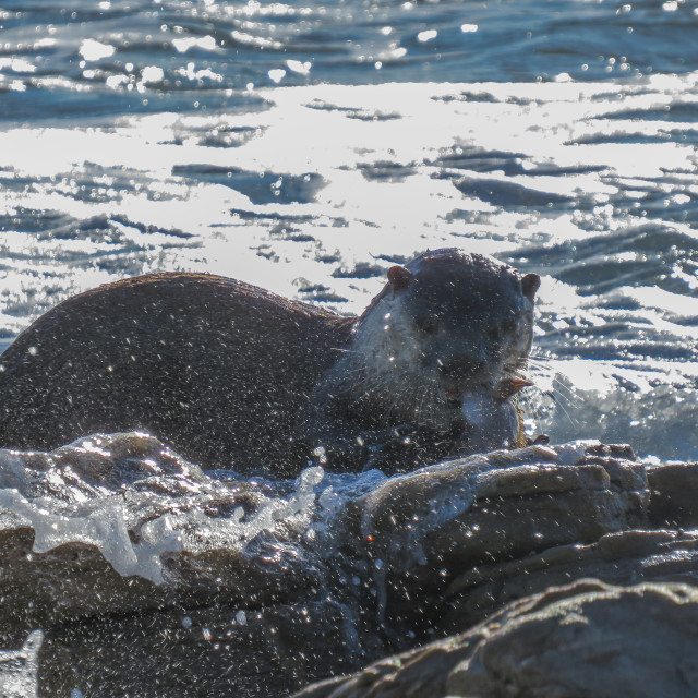 "Otter's Breakfast □♤" stock image