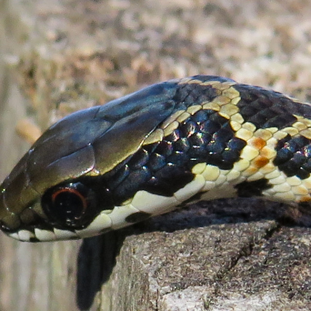 "Spotted Skaapsteker Portrait ▪︎" stock image