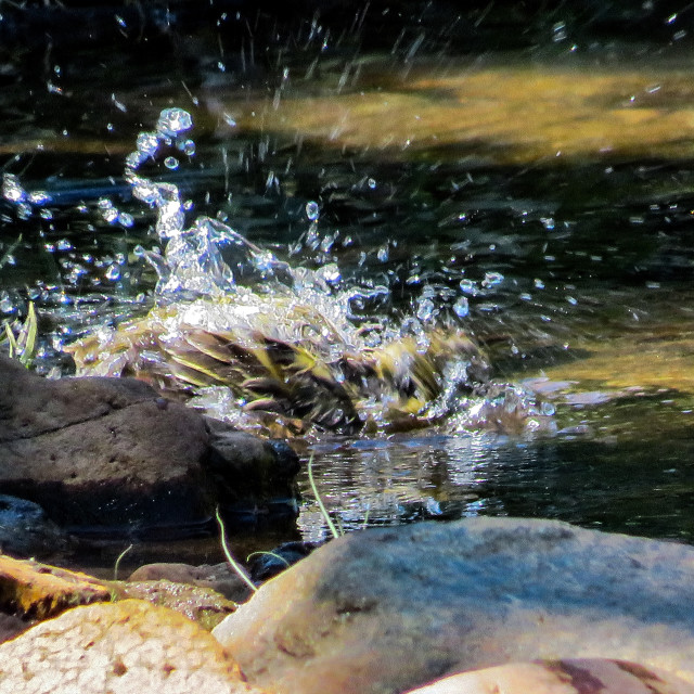 "Splish Splash" stock image