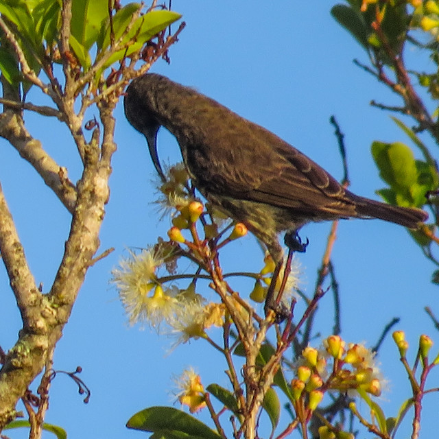 "Female Sunbird" stock image