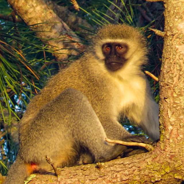 "Vervet ¡" stock image