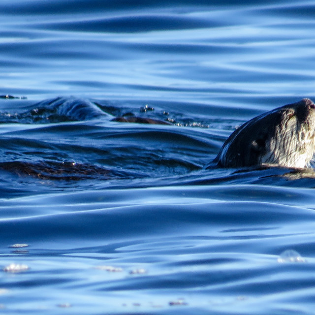 "Otter #◇" stock image