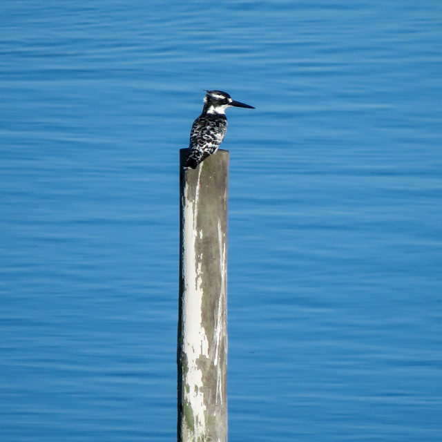 "Pied Kingfisher" stock image