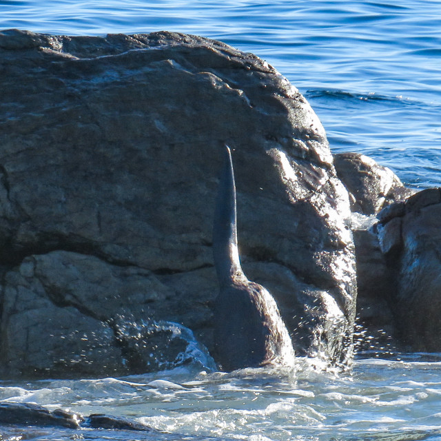 "The Plunge" stock image