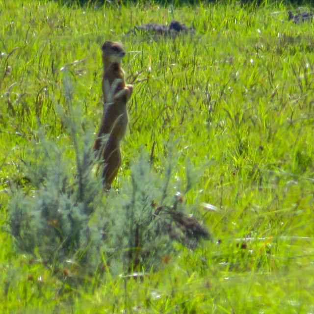 "Slender Mongoose ○" stock image