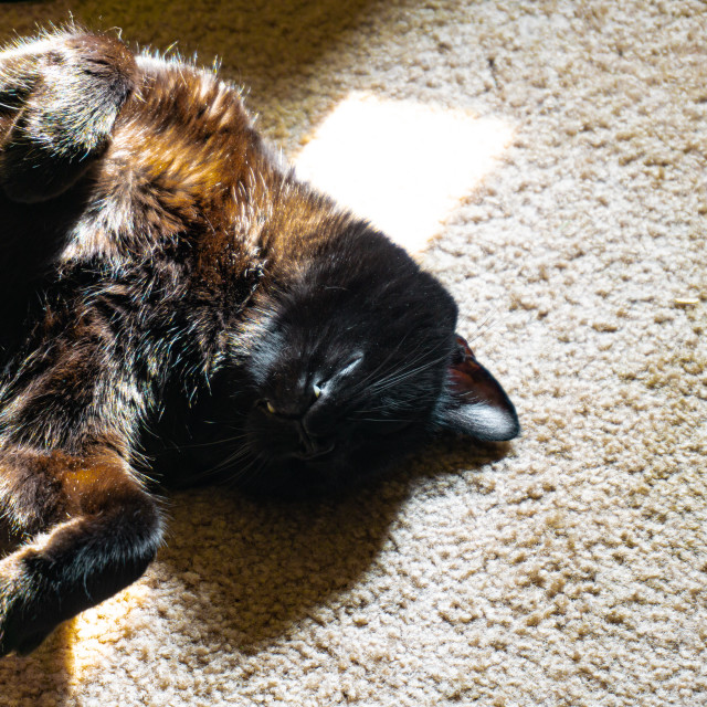 "Sunbathing" by BTG Photographer - $3.09 "Sunbathing" stock image