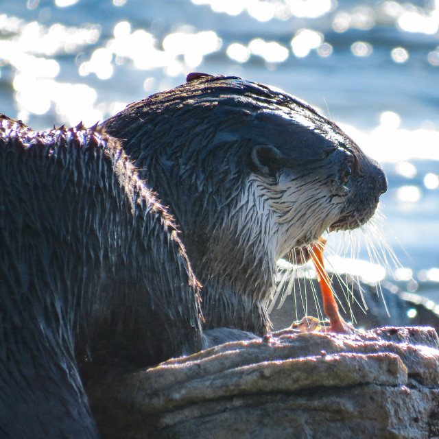 "Otter's Breakfast ○♧" stock image