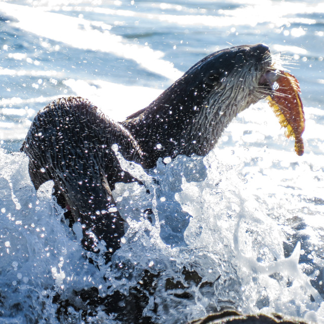 "Otter's Breakfast ♧■" stock image