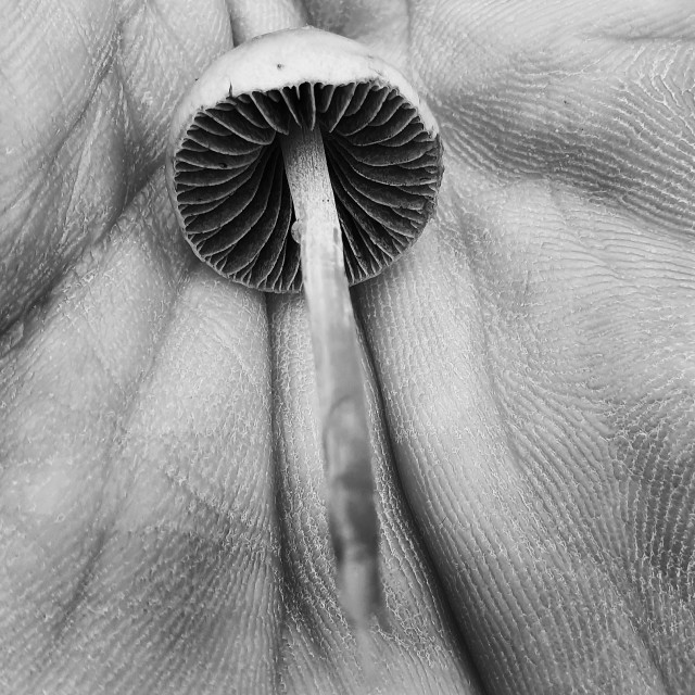 "Small Fungi" stock image