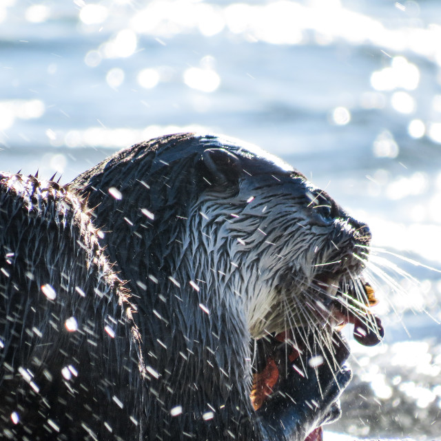 "Otter's Breakfast" stock image