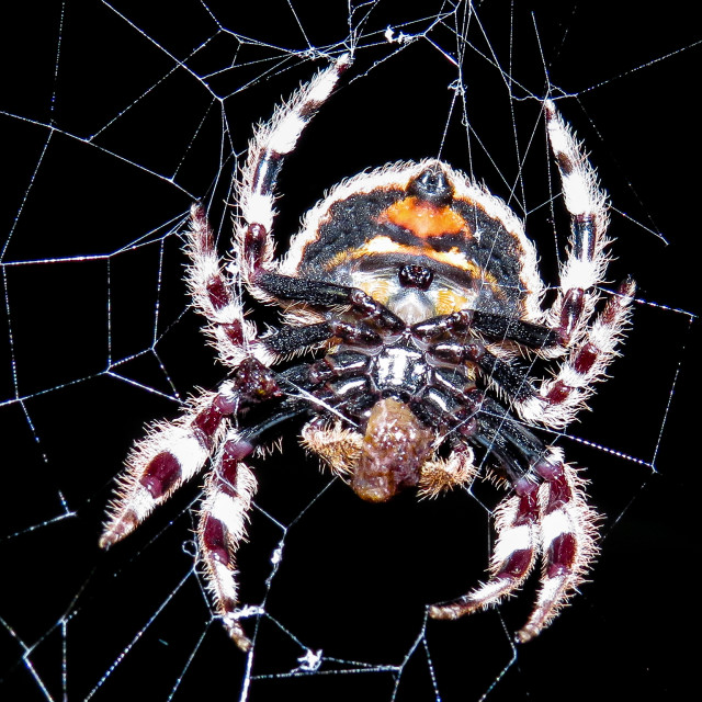 "Boris the Spider" stock image