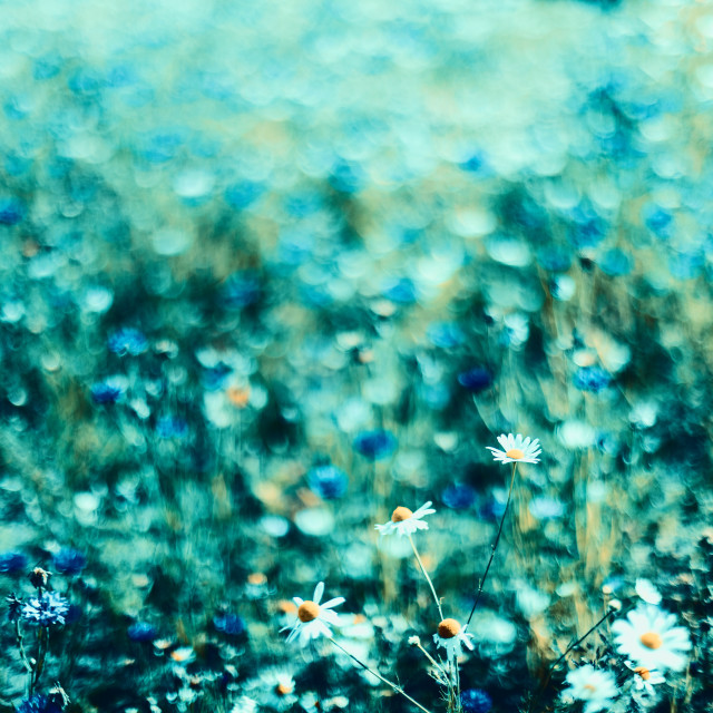 "TURQUOISE FLOWERFIELD WITH A DEEP BOKEH" by LYDIBERN.ART - £15.00 "TURQUOISE FLOWERFIELD WITH A DEEP BOKEH" stock image