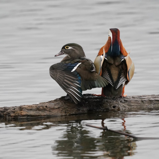 "Mandarin Duck with Female Wood Duck" stock image