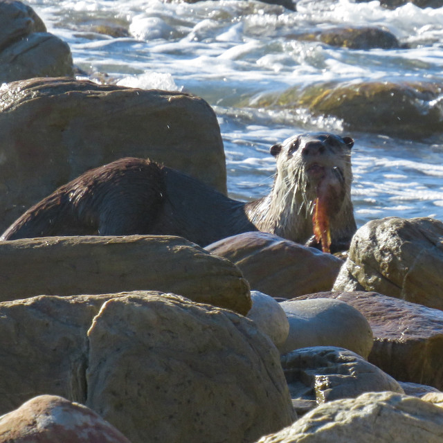 "Otter's Breakfast ☆▪︎" stock image