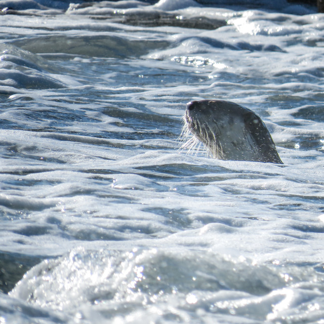 "Otter ▪︎♤" stock image