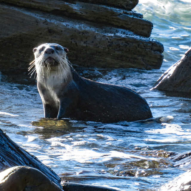 "Curious Critter" stock image