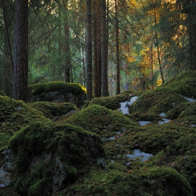 "It's almost spring in the forest" stock image