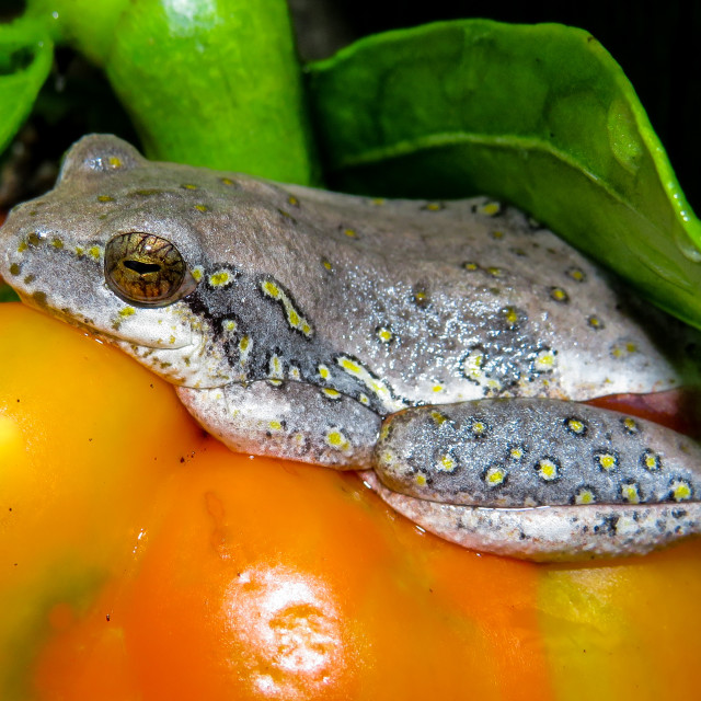 "Pepper Frog ¡●" stock image