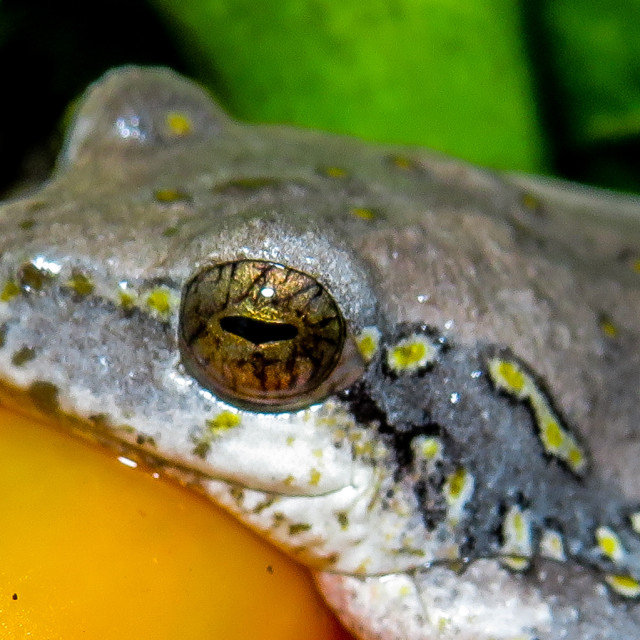 "Pepper Frog" stock image