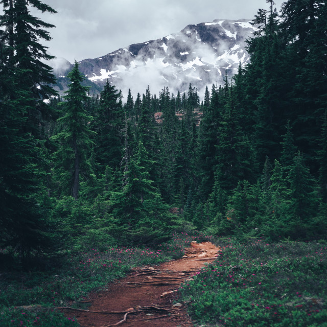 "Path to Albert Edward" by Adam Price - $12.26 "Path to Albert Edward" stock image