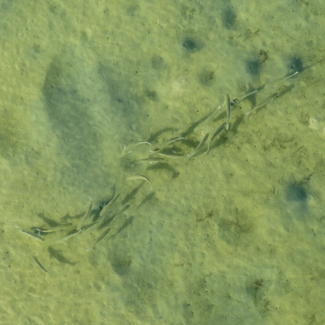 "Sharks!" stock image