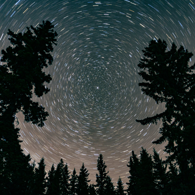 "Star Trails above the Forest" by Adam Price - $12.26 "Star Trails above the Forest" stock image