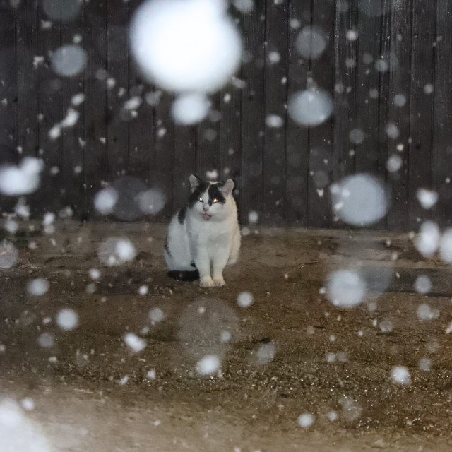 "Cat in snowstorm" by Nature2Cool Photography - $6.10 "Cat in snowstorm" stock image