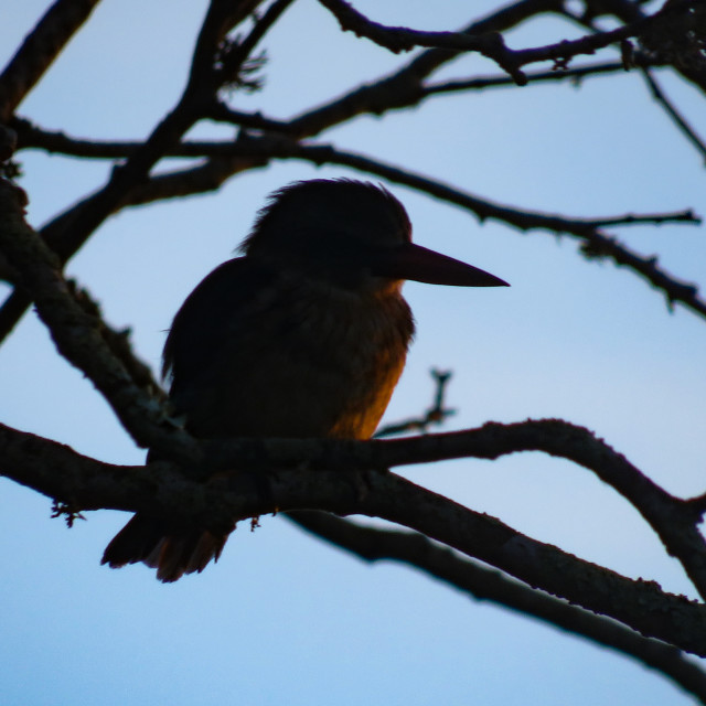 "The Earl Bird" stock image