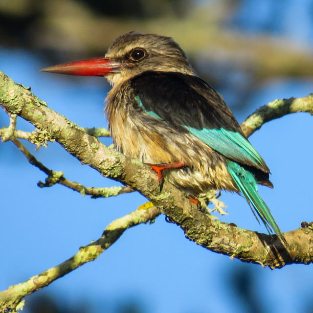 "Sunrise Kingfisher" stock image