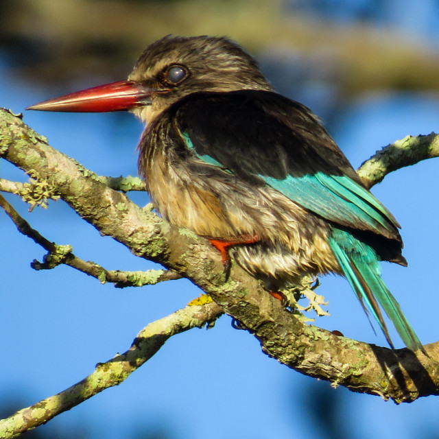 "Sunrise Kingfisher N" stock image