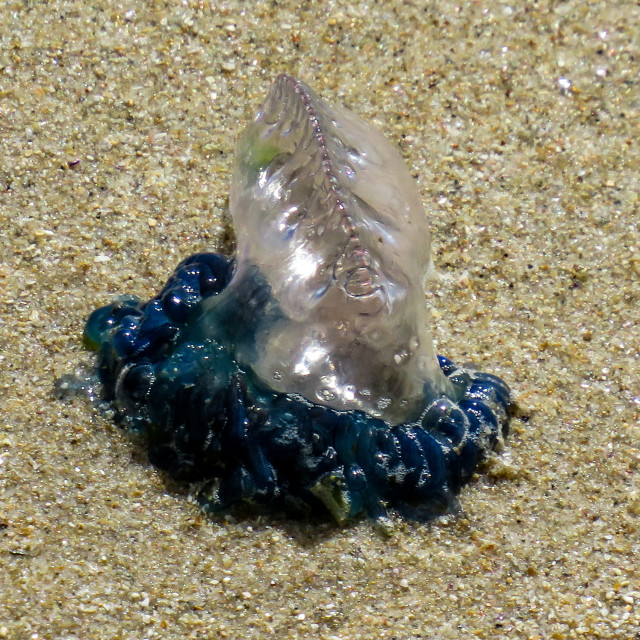 "Portuguese Man o' War" stock image