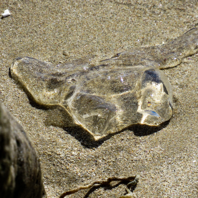 "Jelly Fish" stock image