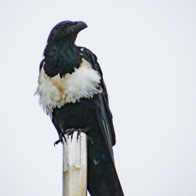 "The Crow □" stock image