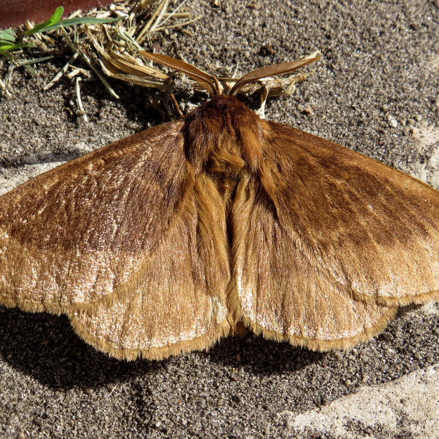 "Bronze Moth" stock image