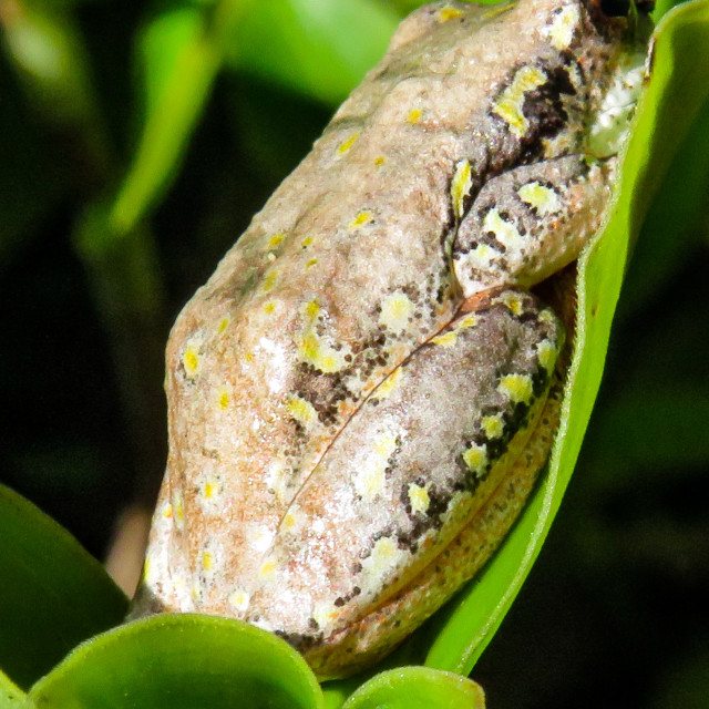 "Reed Frog" stock image