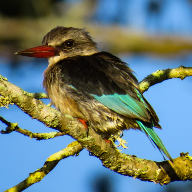 "Sunrise Kingfisher ¤" stock image