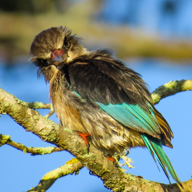 "Sunrise Kingfisher ▪︎○" stock image