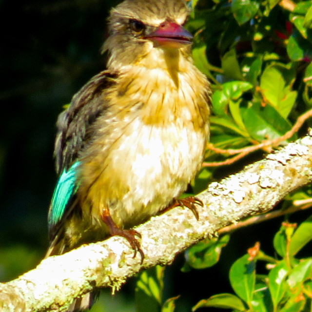 "Sunrise Kingfisher □◇" stock image