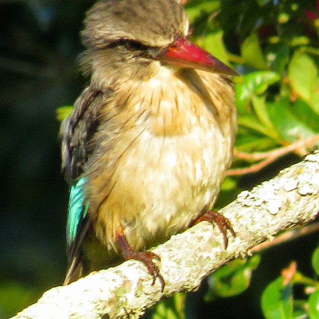 "Sunrise Kingfisher ¡♡" stock image